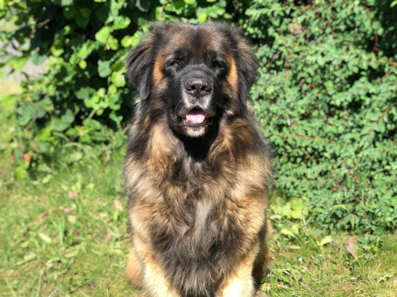 Hundeschule Rynek Junghunde Kurse